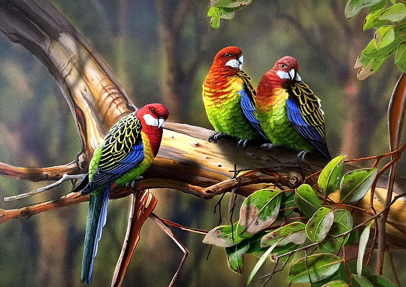 Rosellas, tree, bird, colour, nature, parrots, HD wallpaper