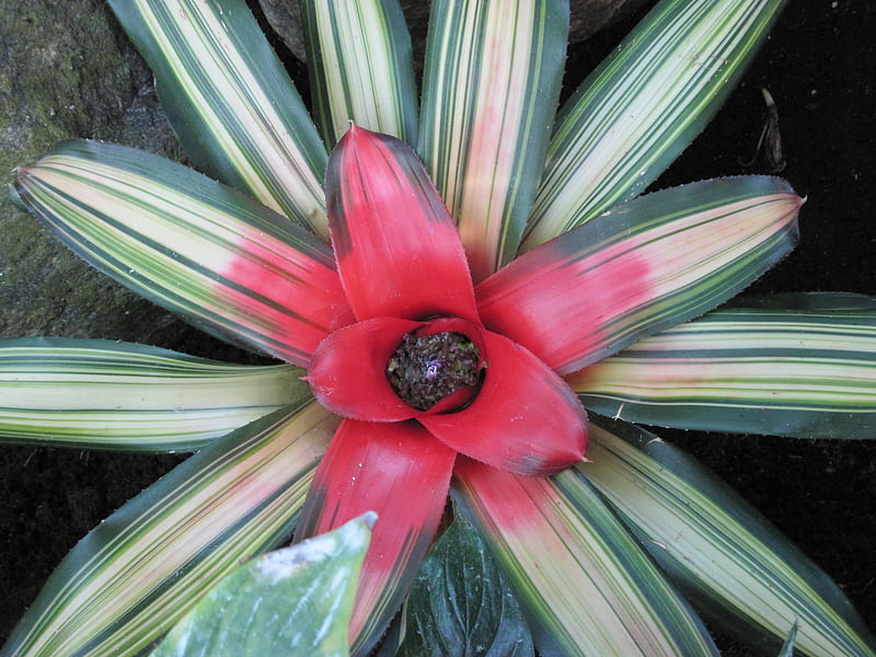 Contrast in Flowers 44, red, graphy, green, brown, Bromeliads, Flowers, HD wallpaper