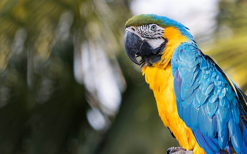 Blue-yellow macaw tropical parrot, beautiful bird, parrots, HD wallpaper