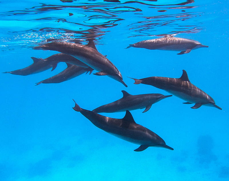 Spinner Dolphins, dolphin, family, maldives, ocean, sea, underwater, HD wallpaper