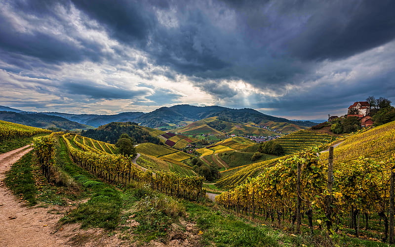 Germany vineyard, autumn, evening, hills, beautiful nature, Europe, HD wallpaper