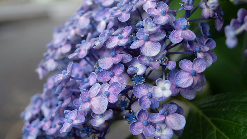 Flores de hortensia morado claro flores, Fondo de pantalla HD | Peakpx