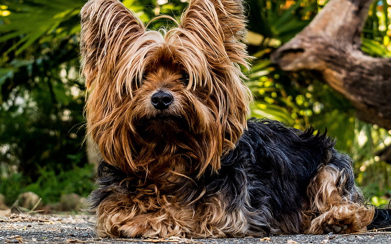 Yorkie shaggy doggie, Yorkshire Terrier, cute dog, cute animals, pets, dogs, Yorkshire Terrier Dog, HD wallpaper
