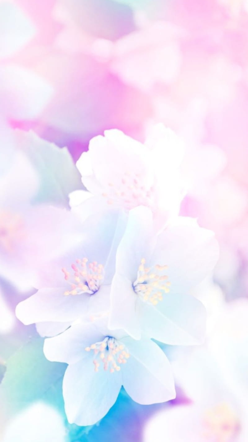 Pastel, flores, Fondo de pantalla de teléfono HD | Peakpx