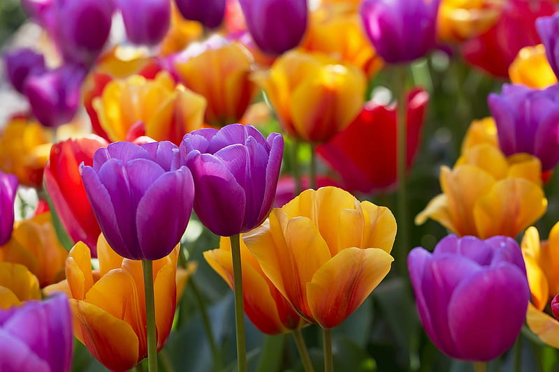 Tulips, red, lalea, colorful, purple, flower, yellow, tulip, HD