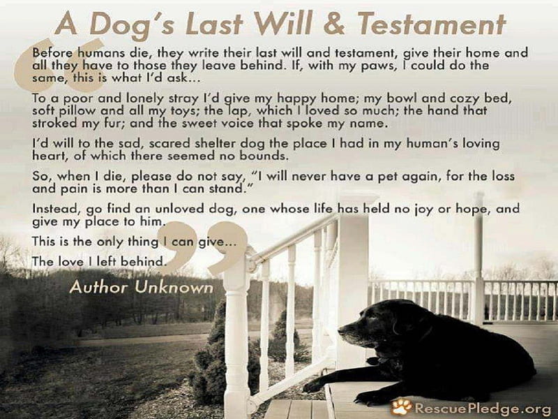 A Dog's Last Will & Testament, porch, rescue, animals, dogs, other, HD wallpaper