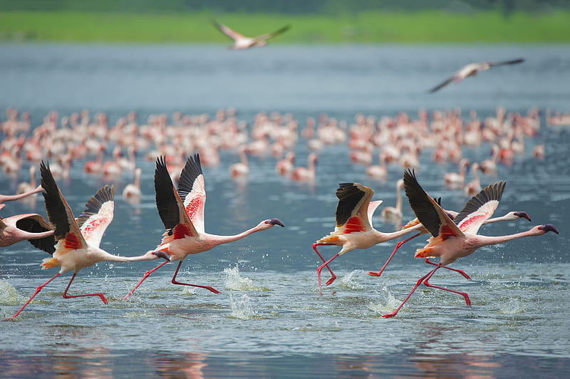 Birds, Flamingo, Bird, Flight, Animal, Flock Of Birds, HD wallpaper