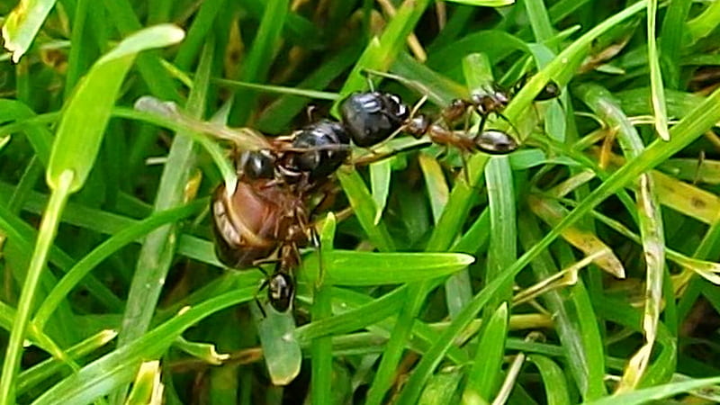 A Battle for Life, nature, lawn, battle, ants, HD wallpaper