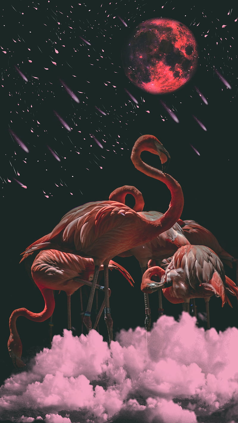 Flamingo, animal, cloud, moon, pink, stars, HD phone wallpaper