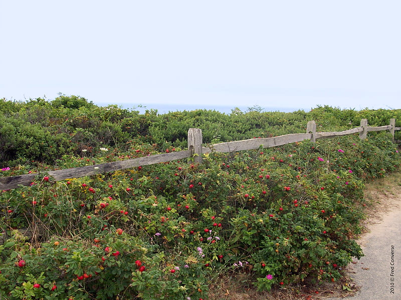 Path to Coast Guard Beach, fence, beach, cape cod, flowers, path, HD wallpaper