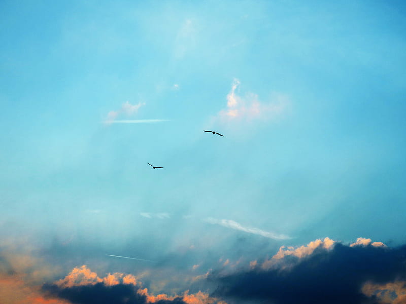 two flying birds on sky at daytime, HD wallpaper