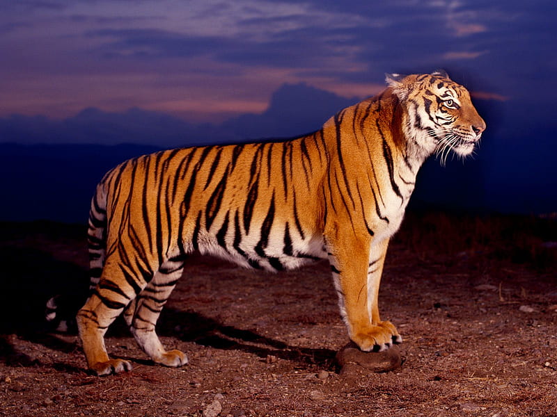 bengal tiger at sunset, bengal, tiger at sunset, tiger, bengal at sunset, HD wallpaper