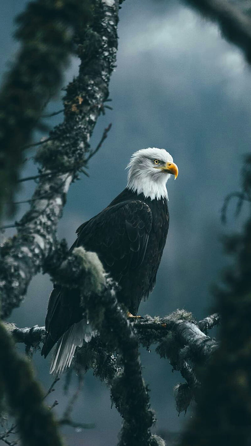Bald Eagle, bird, nature, wild, HD phone wallpaper | Peakpx