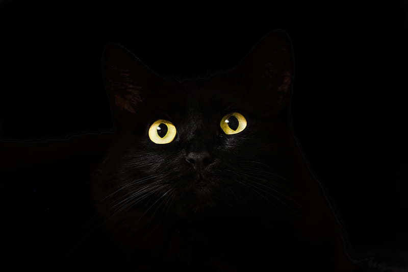 Black Cat Eyes Dark, cat, animals, eyes, HD wallpaper | Peakpx