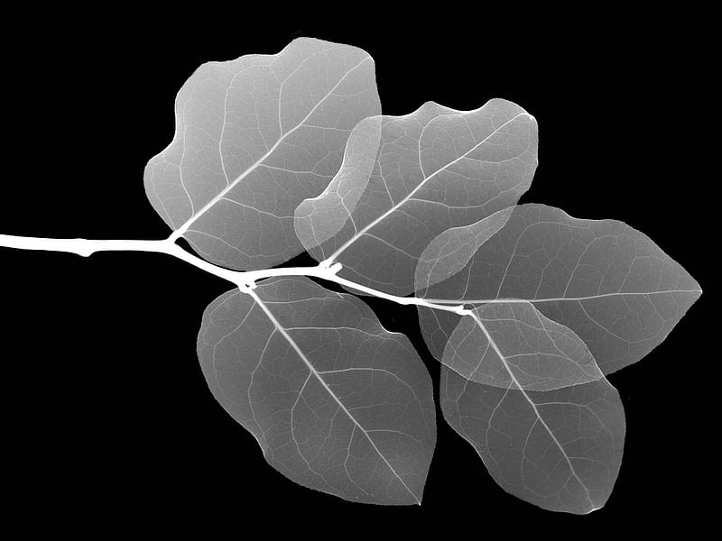 Black and White Branch, leaves, stem, plants, vista, HD wallpaper