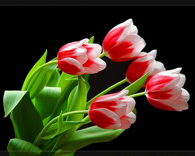 Candy cane tulips, black, red, tulips, white, HD wallpaper