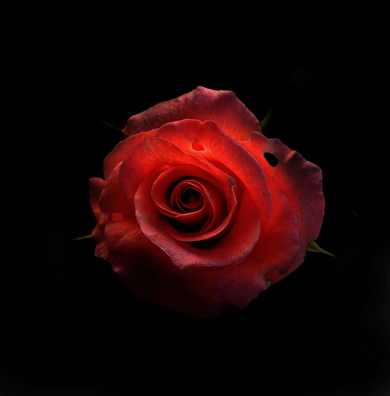 Blood Rose Black Dark Rose Flower Lotus Red Rose Rose Dark Rose Hd Phone Wallpaper Peakpx