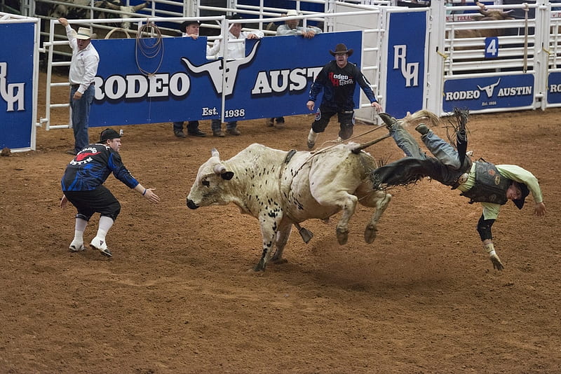 Ouch!, Cowboys, Fall, Corral, Bull, Bull Rider, Gate, Rodeo, HD wallpaper