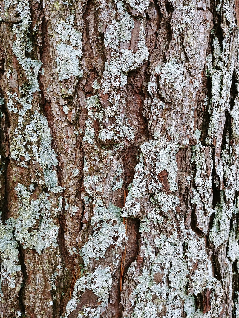 Tree Bark, forest, gris, moss, nature, trees, HD phone wallpaper