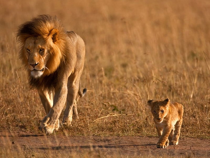 Lion father and son, cub, wildlife, father, lion, animal, HD wallpaper