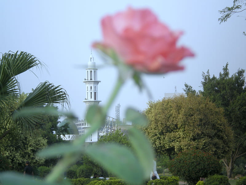 Rose and minaret of mosque, flowers, nature, HD wallpaper