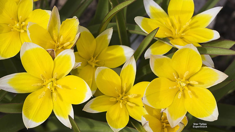 Yellow Star Tulips, flowers, yellow, nature, tulips, star tulips, HD wallpaper