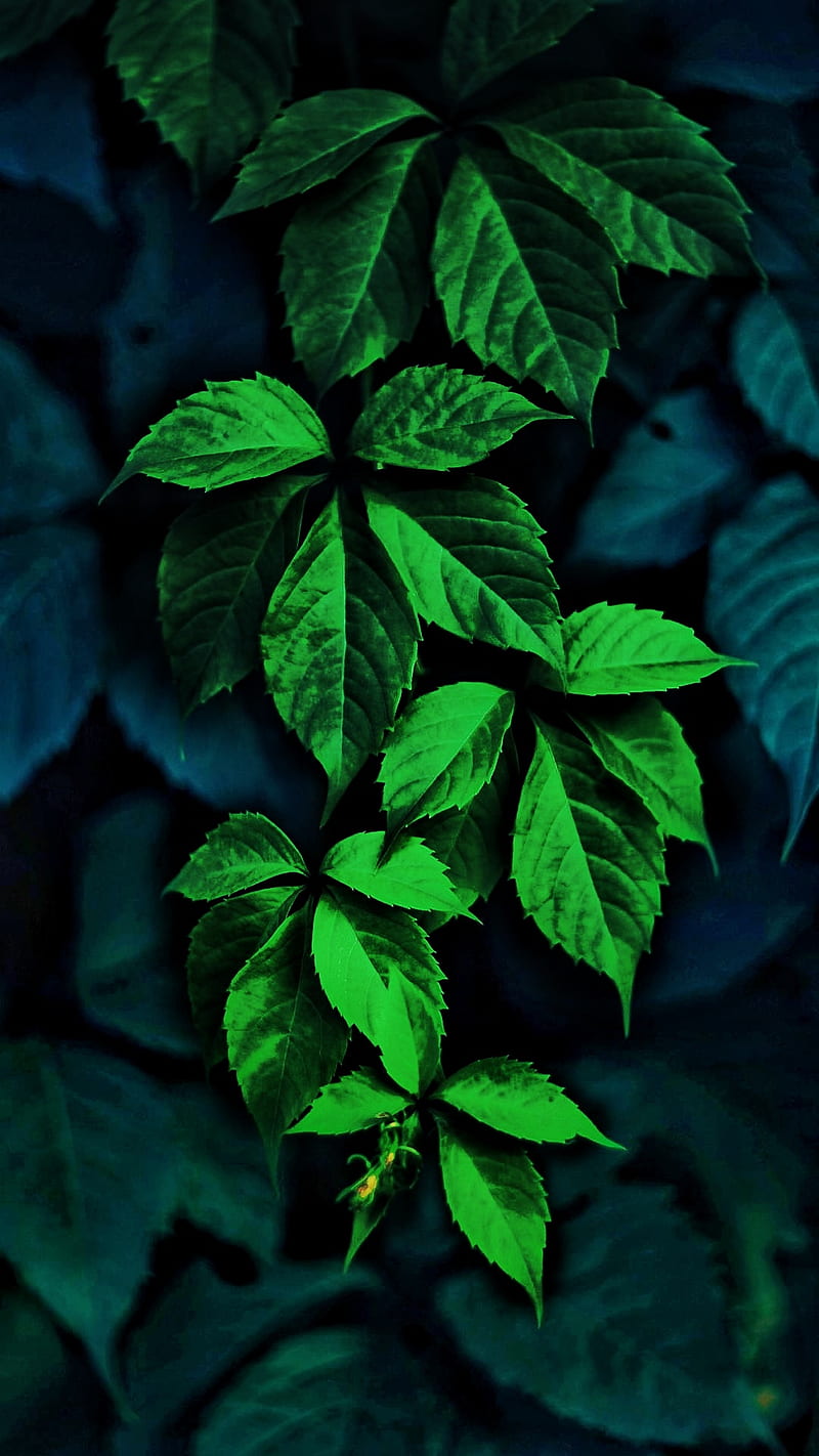 Leaves dslr, leaf, snapseed, HD phone wallpaper