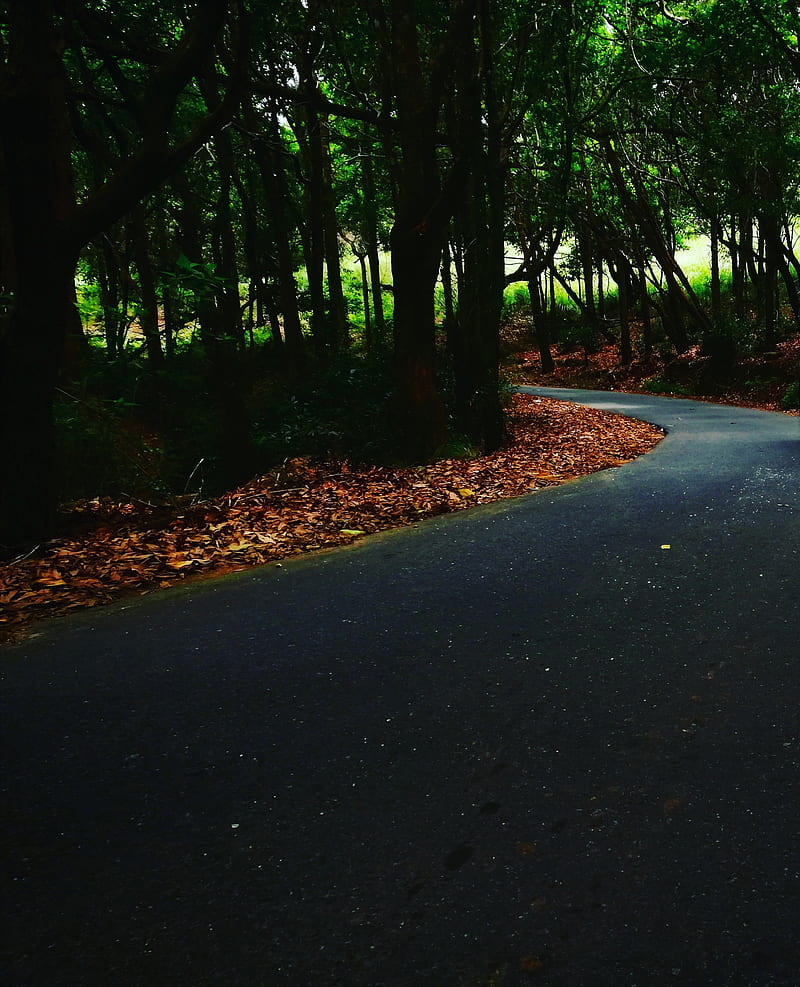 Road, forest, day, evening, forest, rainy, season, travel, weather, HD phone wallpaper