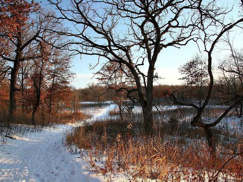 Bleakness, tree, path, nature, field, winter, HD wallpaper