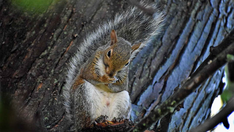 Looking Cute, Animal, Tree, Grey Squirrel, Squirrel, Furry, HD wallpaper