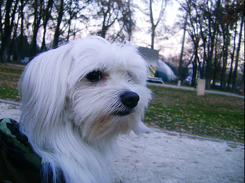 Maltese Dog, cute puppy, white maltese, HD wallpaper