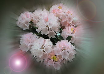 Pink Cherry Blossom Flowers GIF