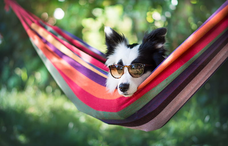:), hammock, animal, sunglasses, vara, green, border collie, summer, pink, caien, dog, HD wallpaper