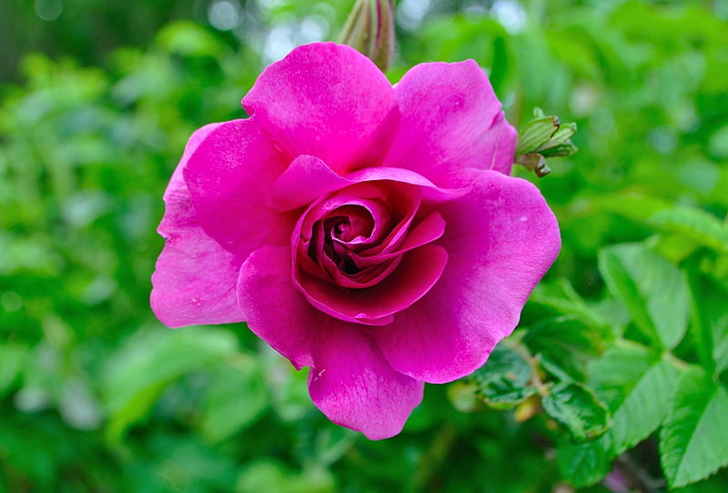 Gorgeous Purple Rose, pretty, rose, layers, petal, leaves, green ...
