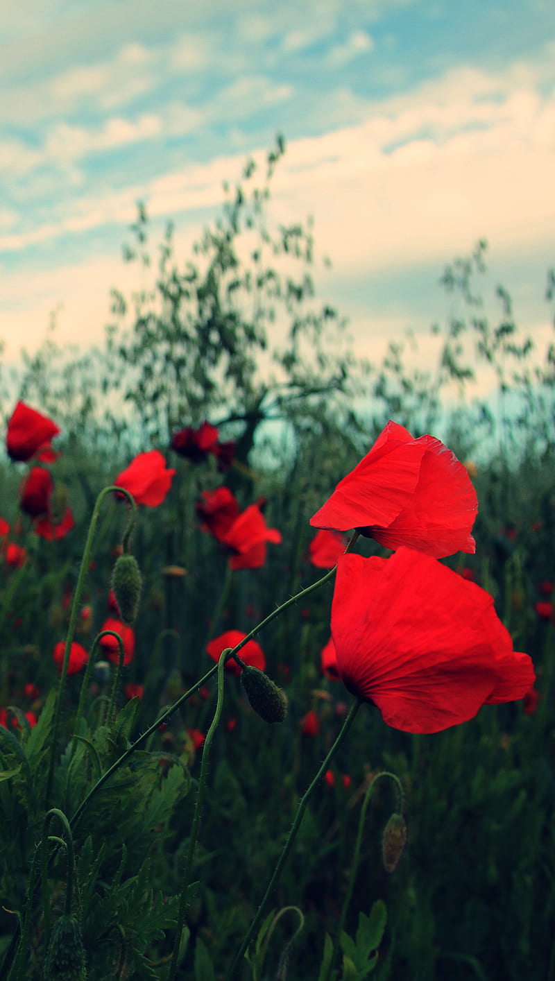 Red Poppies, flower, green nature, poppy, HD phone wallpaper | Peakpx