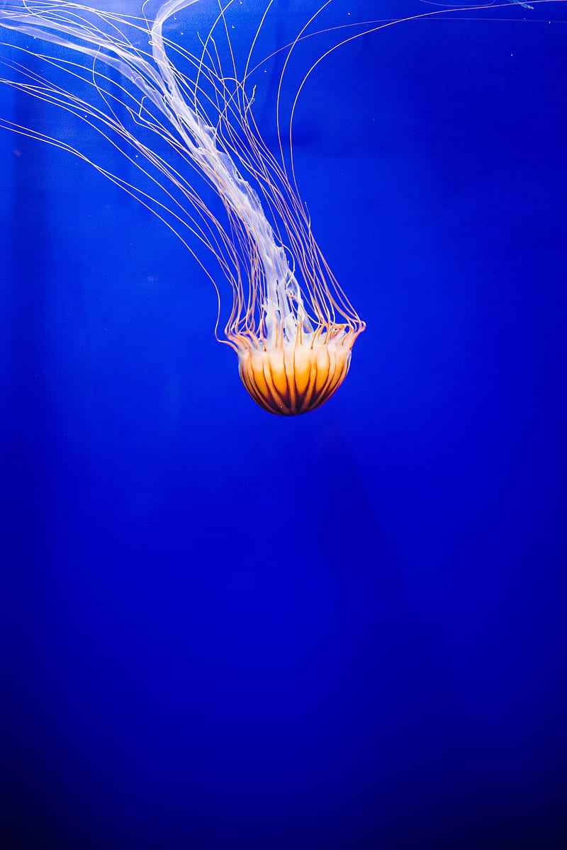 jellyfish, tentacle, water, bonito, underwater world, HD phone wallpaper