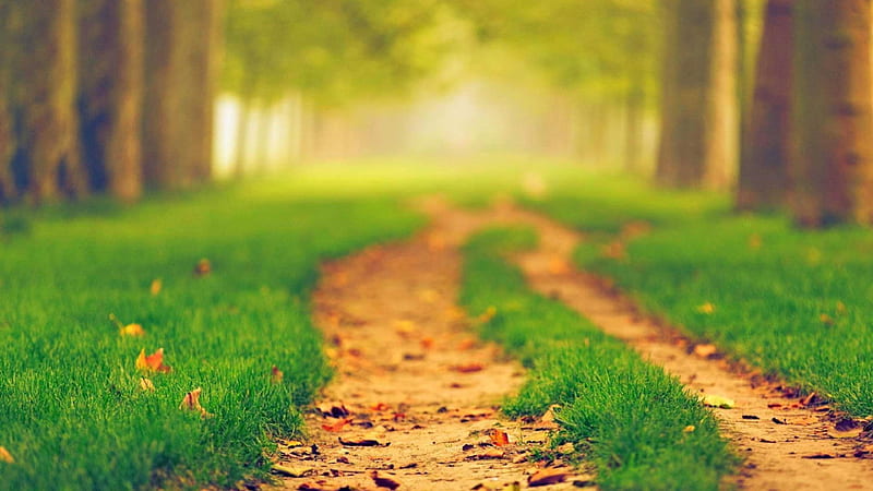 Đường mòn giữa bãi cỏ xanh trên nền mờ cây - Thiên nhiên, HD, nền mờ xanh lá cây: Hãy bước vào một thế giới của tình yêu thiên nhiên qua bức ảnh đường mòn giữa bãi cỏ xanh và cây nền mờ tươi tắn. Nét sắc nét, chất lượng HD giúp bạn cảm nhận được khoảnh khắc tuyệt vời đó.