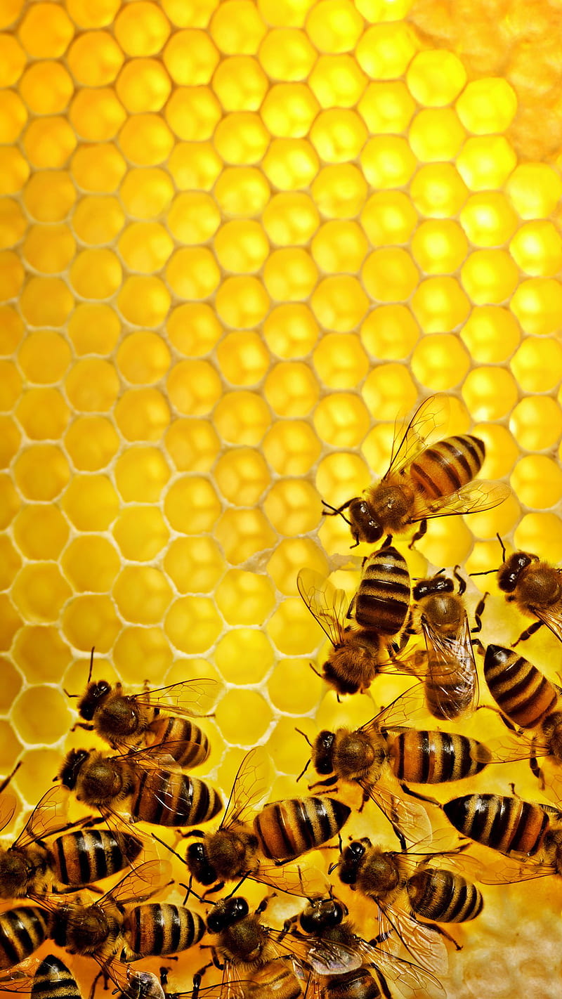 Abeja, , abejas, miel, nido de abeja, naranja, Fondo de pantalla de  teléfono HD | Peakpx