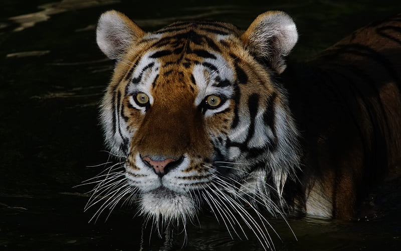 tiger, river, India, wildlife, predator, HD wallpaper