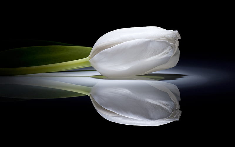 White Tulip., flower, color, white, tulip, HD wallpaper