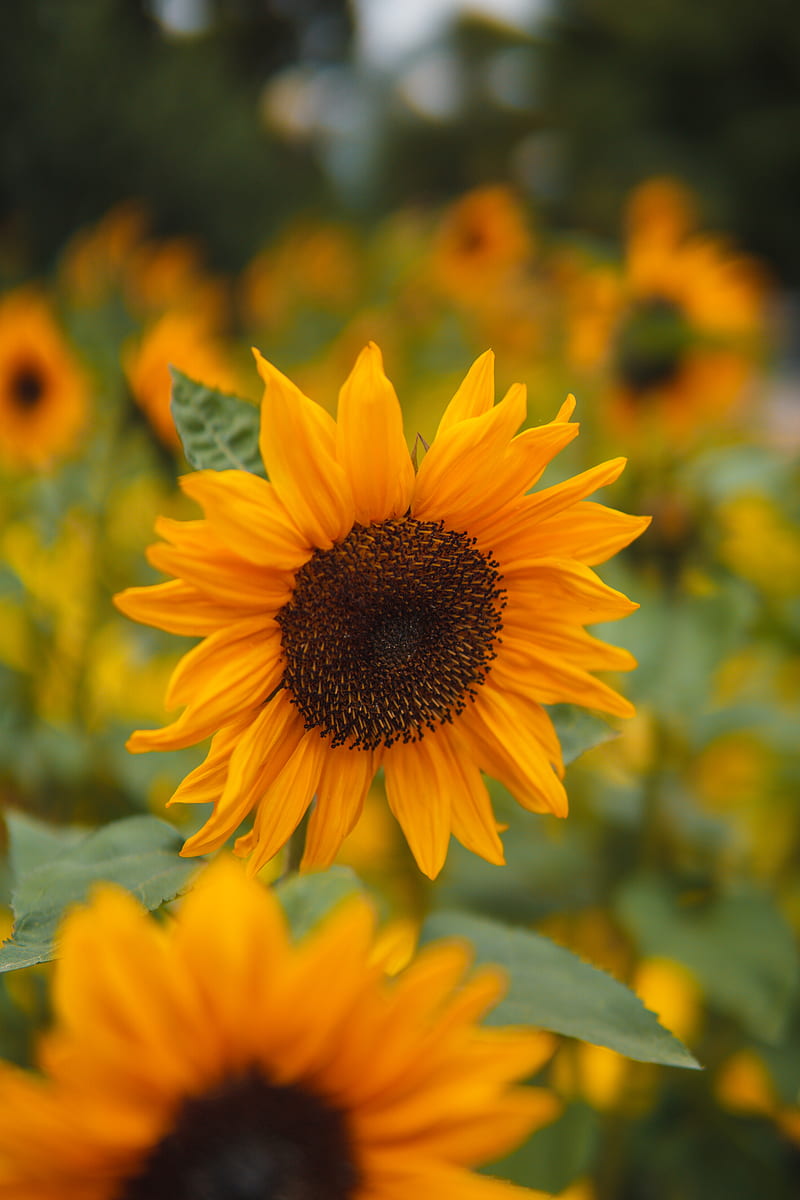 sunflower, petals, flowers, field, HD phone wallpaper