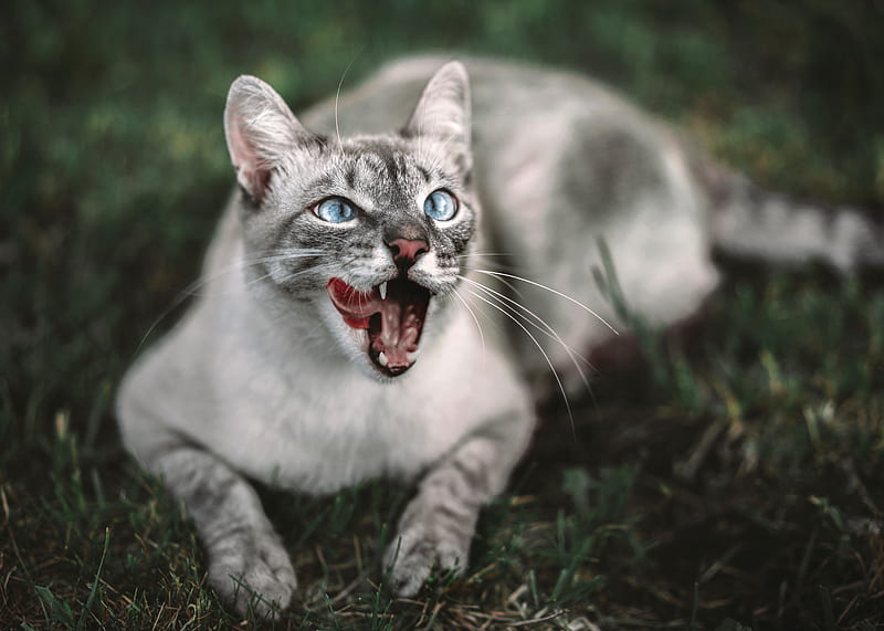 cat, protruding tongue, muzzle, HD wallpaper