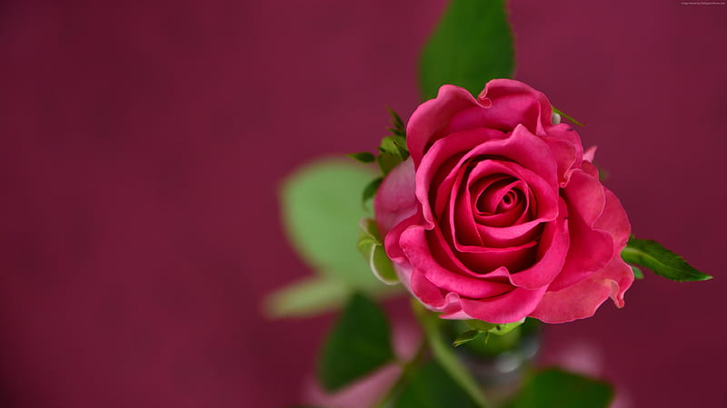 Rose , rose, flowers, nature, red, love, HD wallpaper