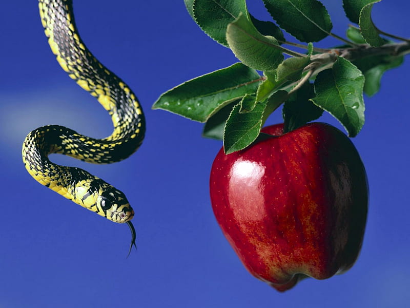 eden, apple, red, leaves, depiction, snake, HD wallpaper