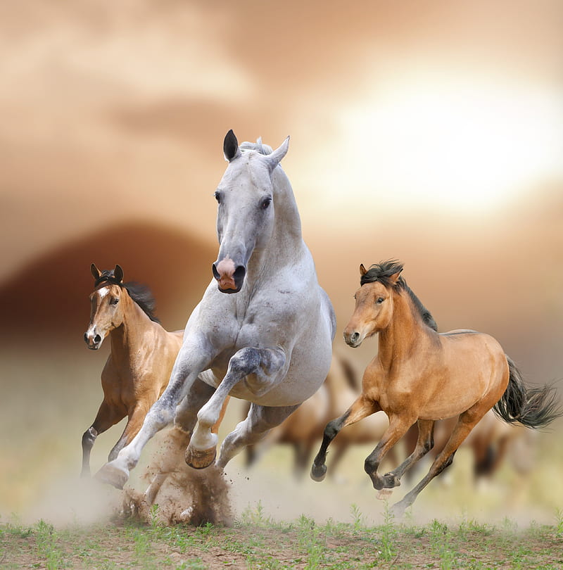 Horse 2, art, horses, race, theme, west, wild, HD phone wallpaper