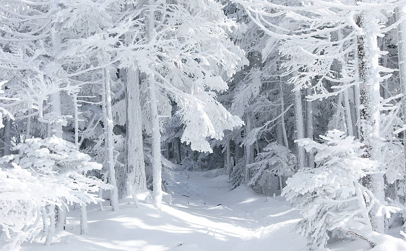 Winter, Nature Ultra, Seasons, Winter, Nature, Trees, Snow, HD wallpaper