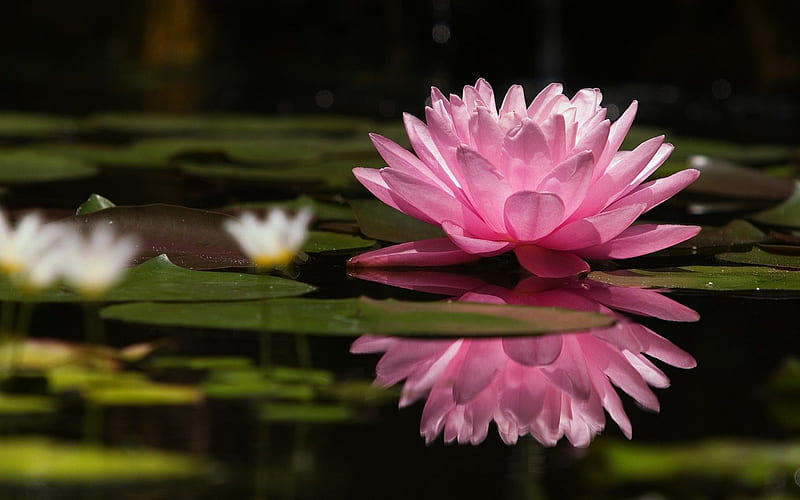 Water Lily, water, lotus, lily pads, flowers, lily, nature, HD wallpaper