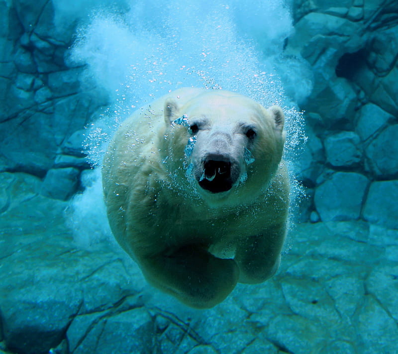 Polar Bear, animal, bear, polar, water, HD wallpaper
