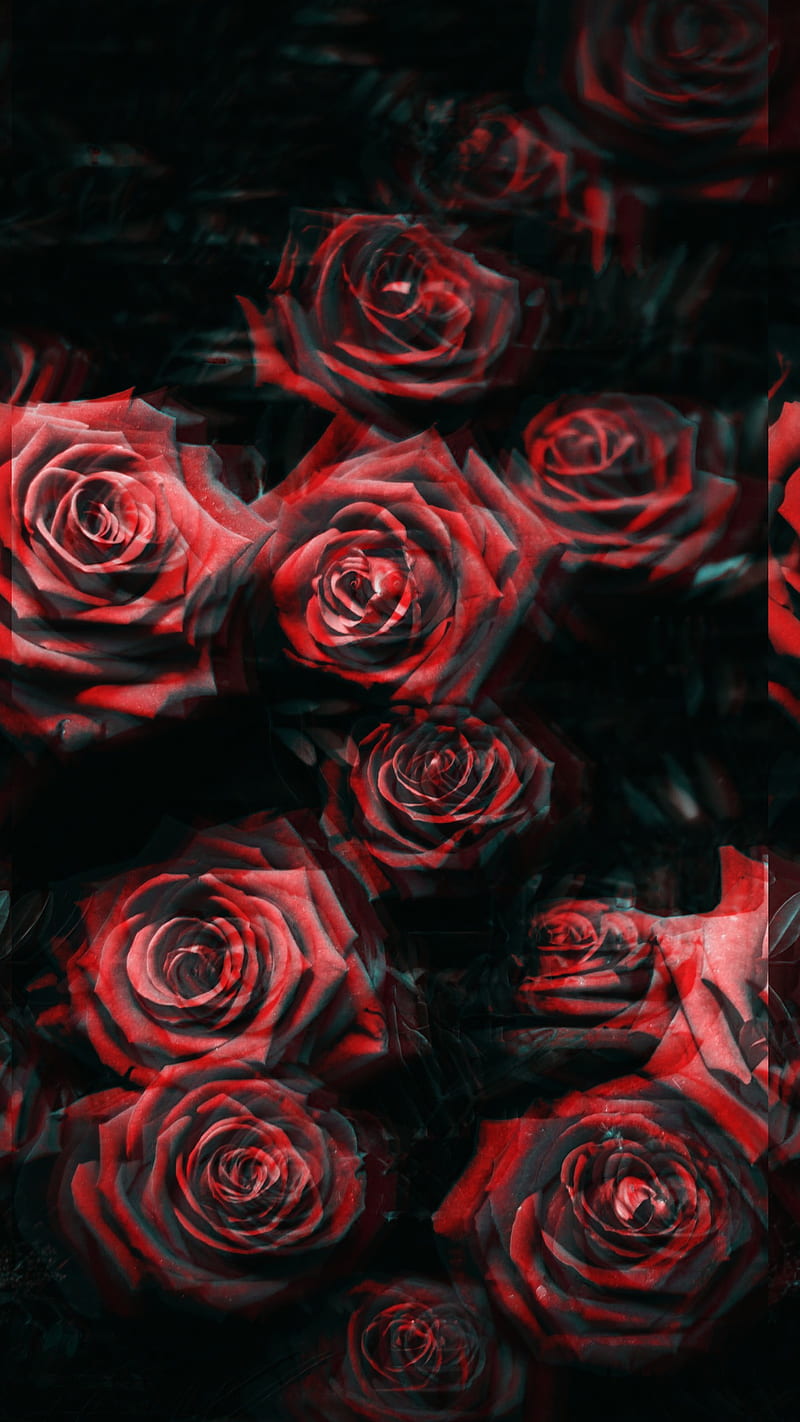 Distorted roses, distorted, flower, flowers, love, roses, HD mobile ...
