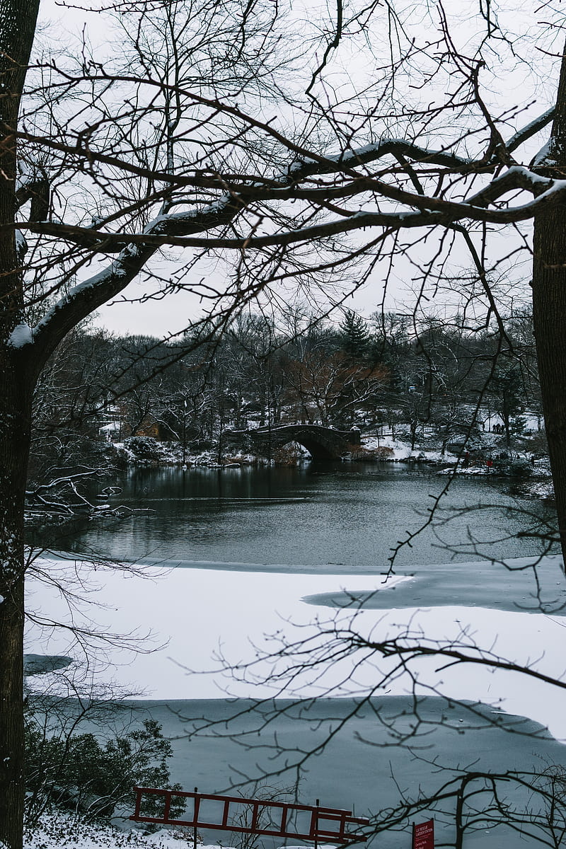 river, trees, bridge, branches, snow, park, HD phone wallpaper